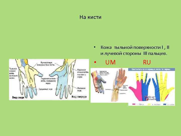На кисти • Кожа тыльной поверхности I , II и лучевой стороны III пальцев.