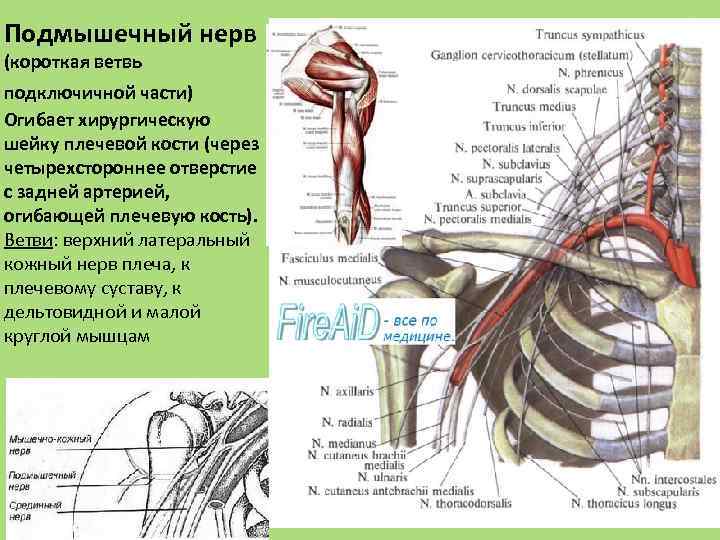 Презентация спинномозговые нервы анатомия