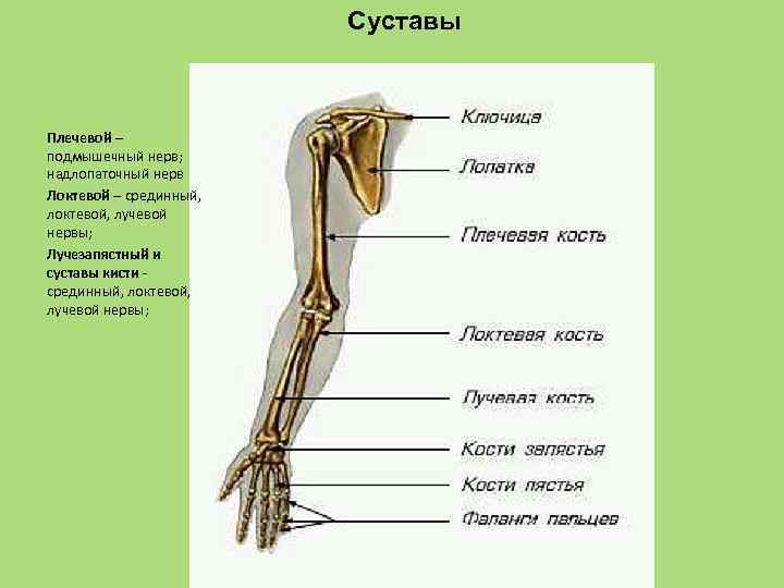 Cуставы Плечевой – подмышечный нерв; надлопаточный нерв Локтевой – срединный, локтевой, лучевой нервы; Лучезапястный