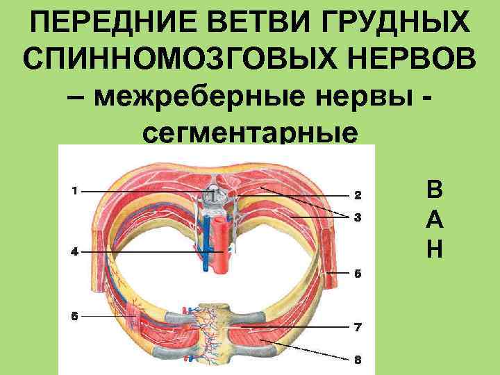 ПЕРЕДНИЕ ВЕТВИ ГРУДНЫХ СПИННОМОЗГОВЫХ НЕРВОВ – межреберные нервы сегментарные В А Н 