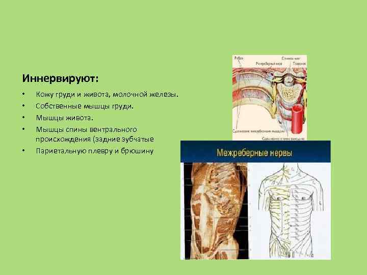 Иннервируют: • • • Кожу груди и живота, молочной железы. Собственные мышцы груди. Мышцы