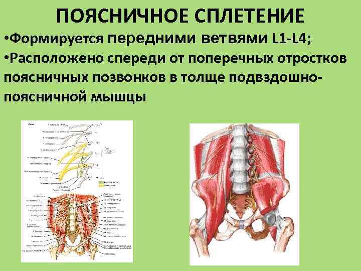 Поясничное сплетение