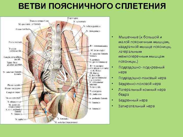 ВЕТВИ ПОЯСНИЧНОГО СПЛЕТЕНИЯ • • Мышечные (к большой и малой поясничным мышцам, квадратной мышце