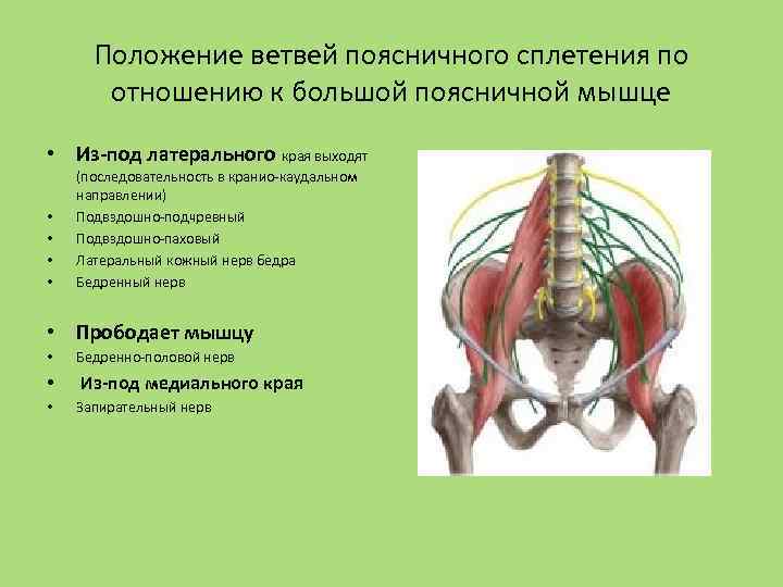 Положение ветвей поясничного сплетения по отношению к большой поясничной мышце • Из-под латерального края