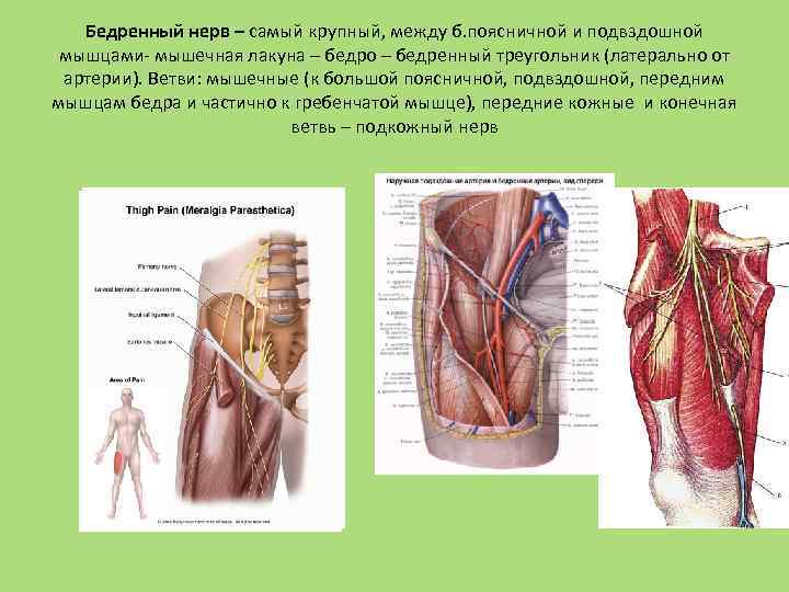 Бедренный нерв – самый крупный, между б. поясничной и подвздошной мышцами- мышечная лакуна –