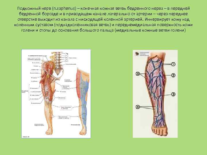 Подкожный нерв (n. saphenus) – конечная кожная ветвь бедренного нерва – в передней бедренной