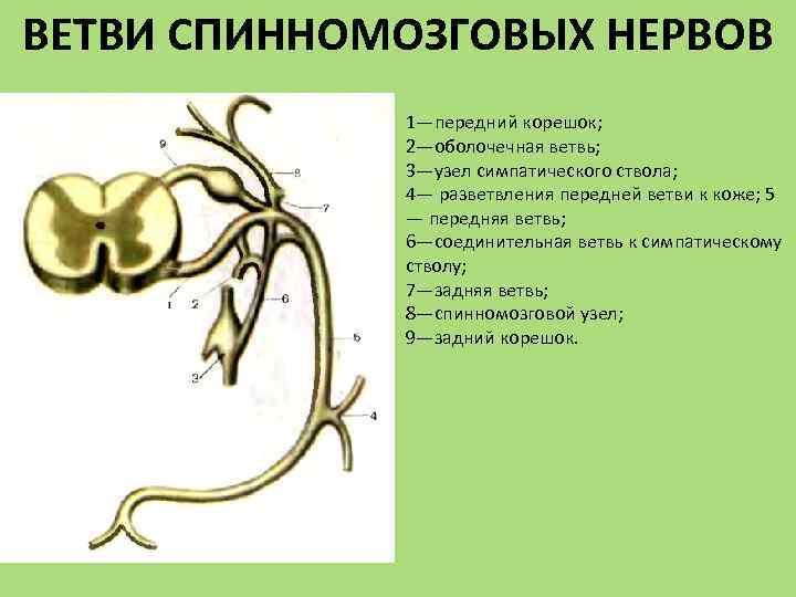 Передние ветви спинномозговых нервов. Образование и ветви спинномозгового нерва (схема):. Спинномозговые нервы анатомия ветви. Образование спинномозговых нервов анатомия. Схема формирования спинномозгового нерва.