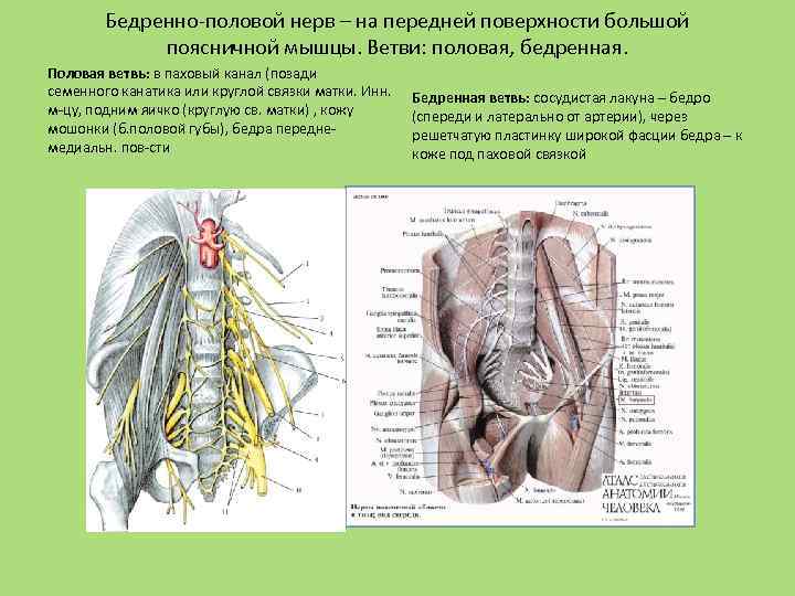 Где проходит седалищный нерв в ягодице и бедре фото