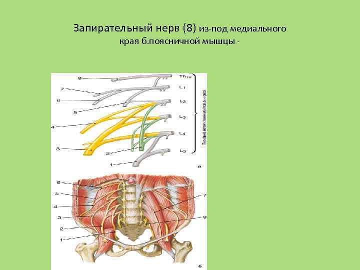 Запирательный нерв (8) из-под медиального края б. поясничной мышцы - 