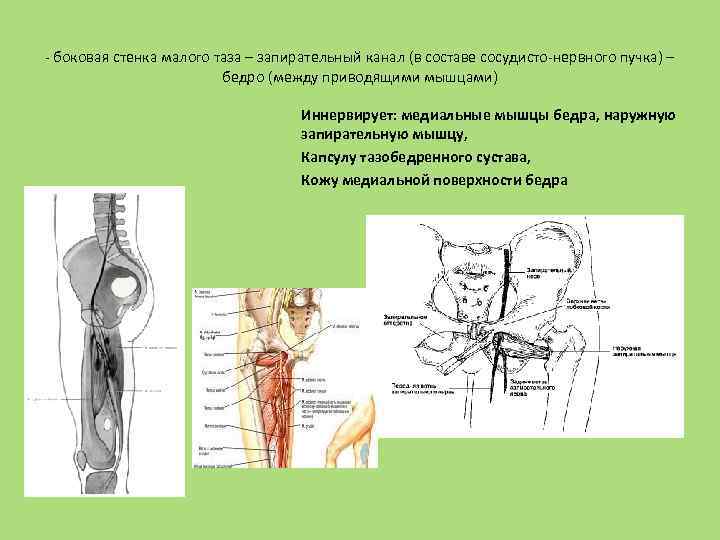 - боковая стенка малого таза – запирательный канал (в составе сосудисто-нервного пучка) – бедро