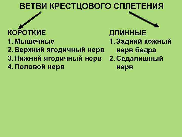 Ветви крестцового сплетения схема