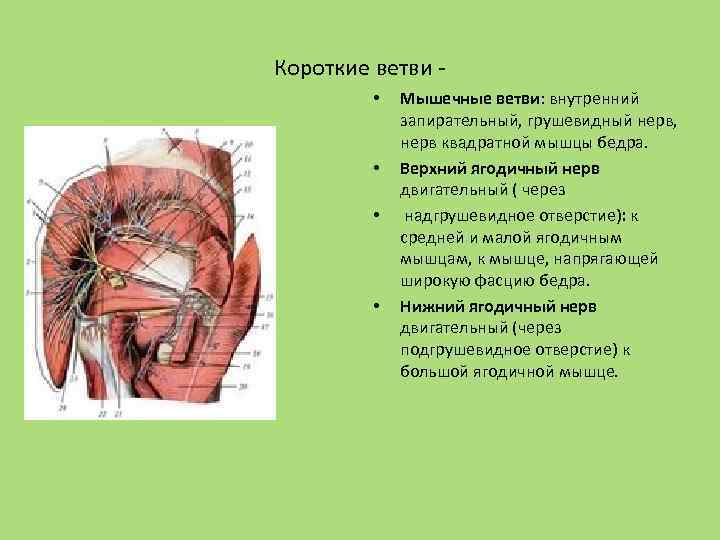 Короткие ветви • • Мышечные ветви: внутренний запирательный, грушевидный нерв, нерв квадратной мышцы бедра.