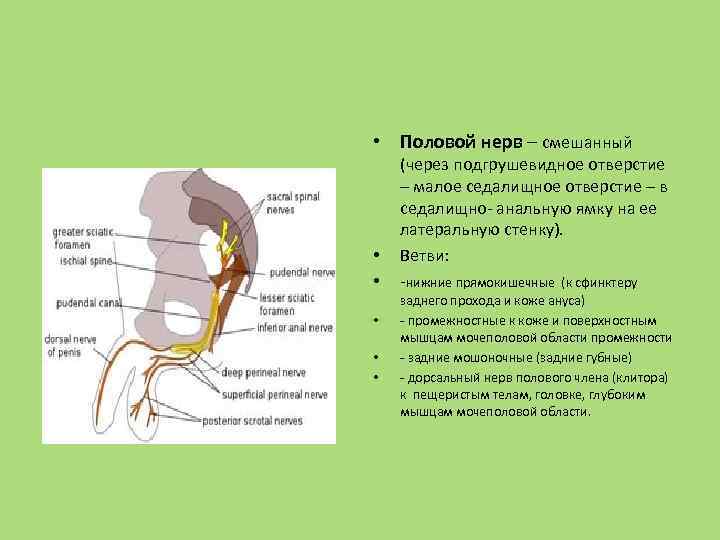  • Половой нерв – смешанный • • • (через подгрушевидное отверстие – малое