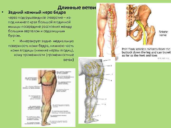 Длинные ветви • Задний кожный нерв бедра через подгрушевидное отверстие – изпод нижнего края