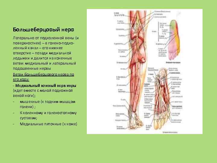 Большеберцовый нерв Латерально от подколенной вены (и поверхностнее) – в голено-подколенный канал – его