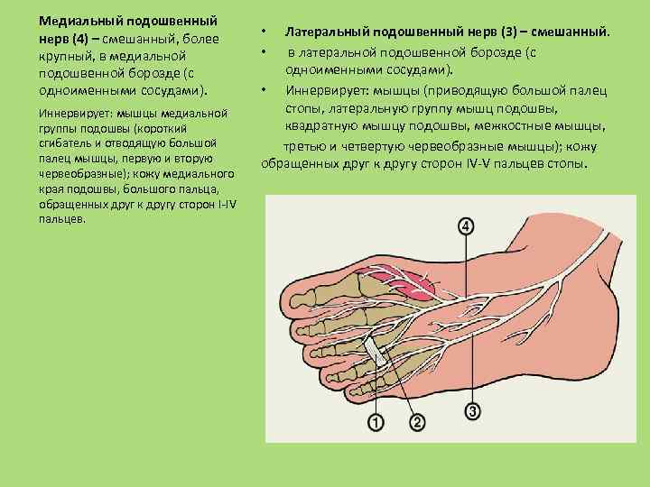 Медиальный подошвенный нерв (4) – смешанный, более крупный, в медиальной подошвенной борозде (с одноименными