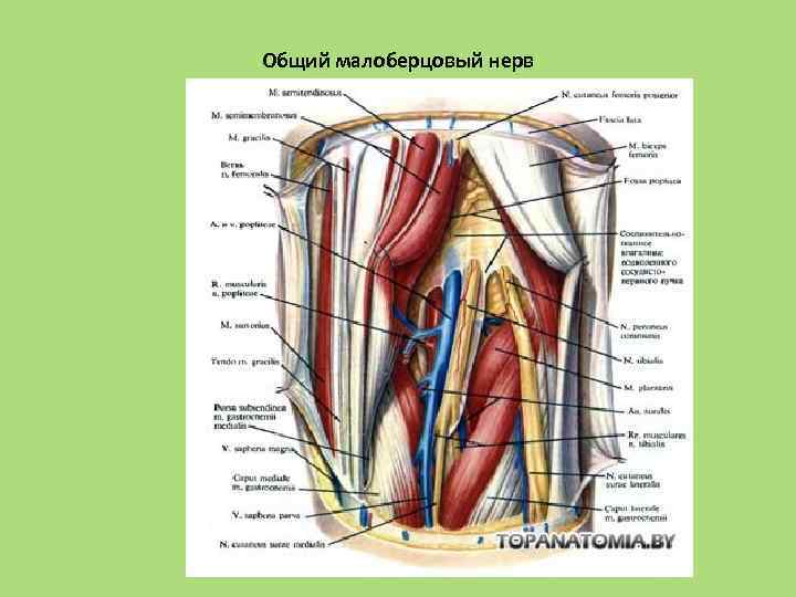 Общий малоберцовый нерв 