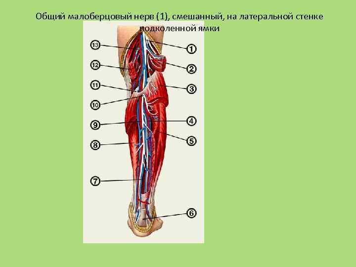 Малоберцовый нерв где находится у человека фото