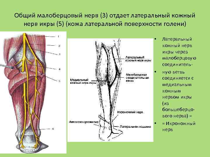 Седалищный нерв где расположен фото