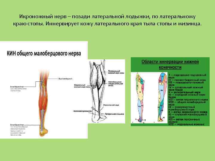 Икроножный нерв – позади латеральной лодыжки, по латеральному краю стопы. Иннервирует кожу латерального края