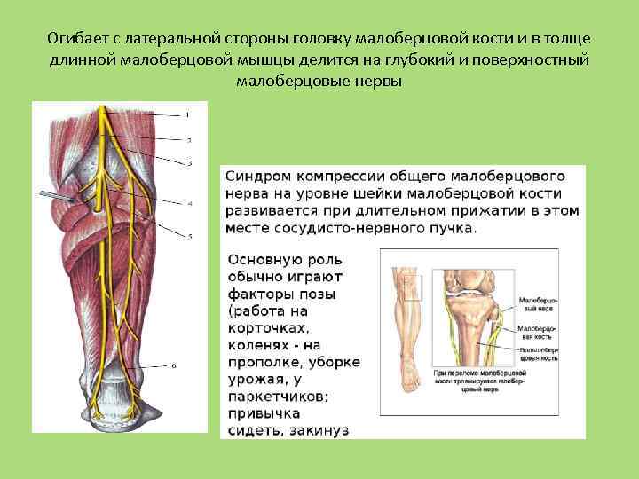 Огибает с латеральной стороны головку малоберцовой кости и в толще длинной малоберцовой мышцы делится