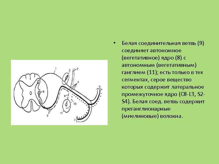  • Белая соединительная ветвь (9) соединяет автономное (вегетативное) ядро (8) с автономным (вегетативным)