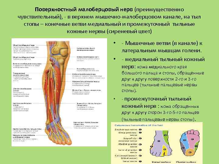 Поверхностный малоберцовый нерв (преимущественно чувствительный), - в верхнем мышечно-малоберцовом канале, на тыл стопы –