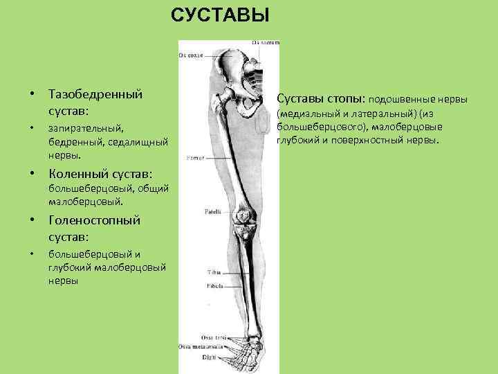 СУСТАВЫ • Тазобедренный сустав: • запирательный, бедренный, седалищный нервы. • Коленный сустав: большеберцовый, общий