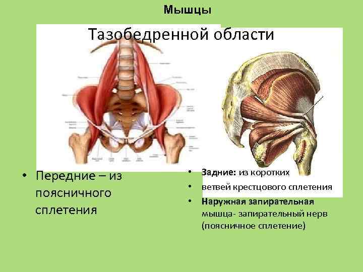 Мышцы Тазобедренной области • Передние – из поясничного сплетения • Задние: из коротких •