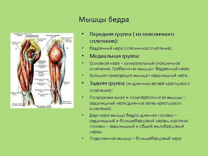 Мышцы бедра • Передняя группа ( из поясничного сплетения): • бедренный нерв (поясничное сплетение).