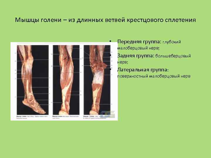 Мышцы голени – из длинных ветвей крестцового сплетения • Передняя группа: глубокий малоберцовый нерв;