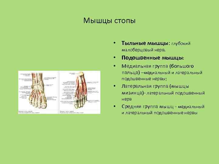 Мышцы стопы • Тыльные мышцы: глубокий малоберцовый нерв. • Подошвенные мышцы: • Медиальная группа