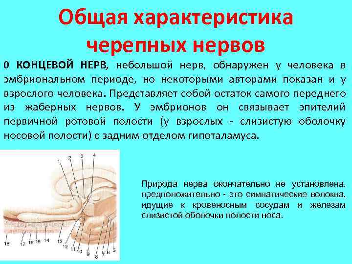 Общая характеристика черепных нервов 0 КОНЦЕВОЙ НЕРВ, небольшой нерв, обнаружен у человека в эмбриональном