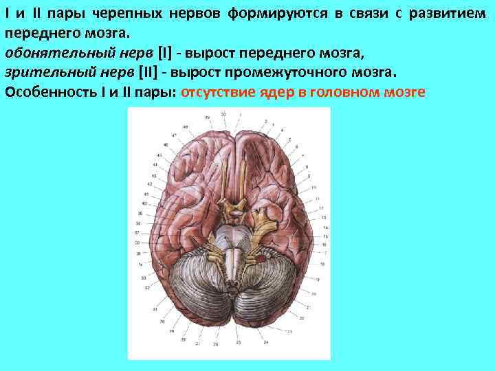 I и II пары черепных нервов формируются в связи с развитием переднего мозга. обонятельный