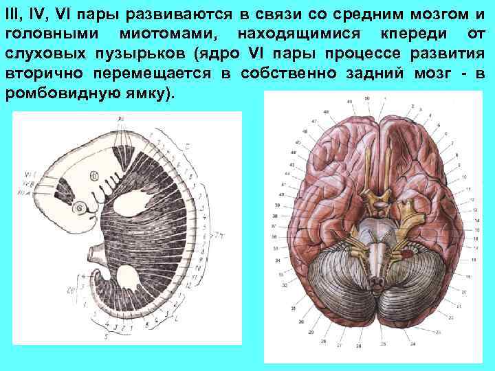 III, IV, VI пары развиваются в связи со средним мозгом и головными миотомами, находящимися