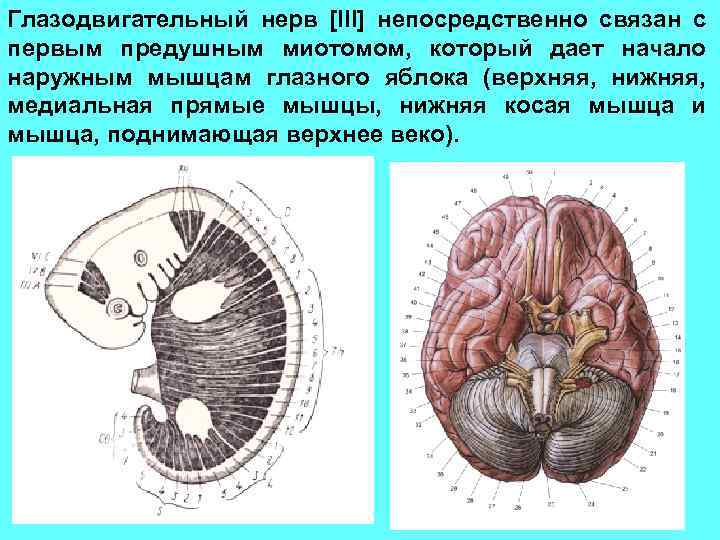 Глазодвигательный нерв [III] непосредственно связан с первым предушным миотомом, который дает начало наружным мышцам