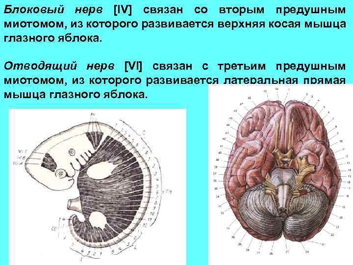 Блоковый нерв [IV] связан со вторым предушным миотомом, из которого развивается верхняя косая мышца