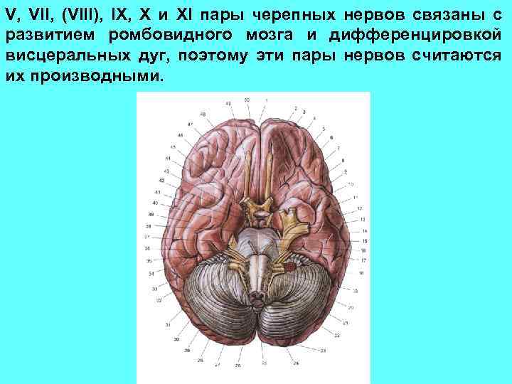 V, VII, (VIII), IX, X и XI пары черепных нервов связаны с развитием ромбовидного