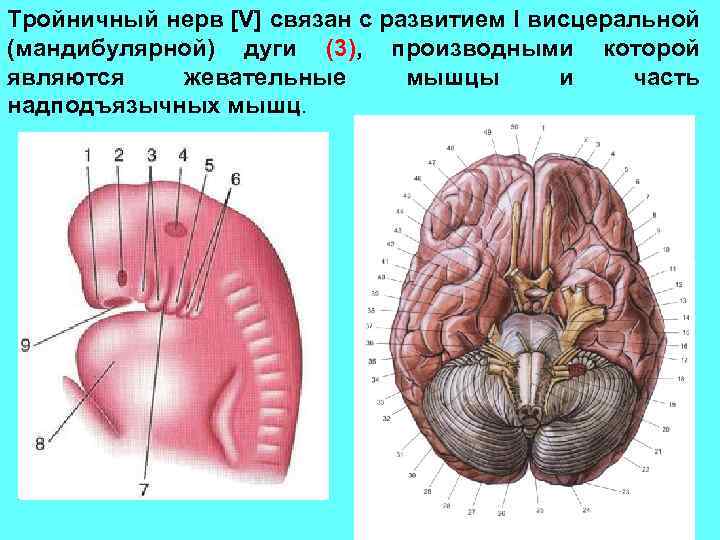 Тройничный нерв [V] связан с развитием I висцеральной (мандибулярной) дуги (3), производными которой являются