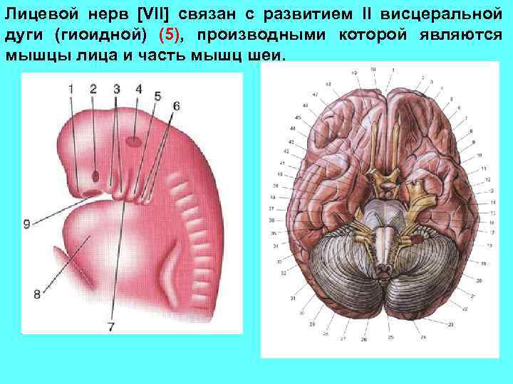 Лицевой нерв [VII] связан с развитием II висцеральной дуги (гиоидной) (5), производными которой являются