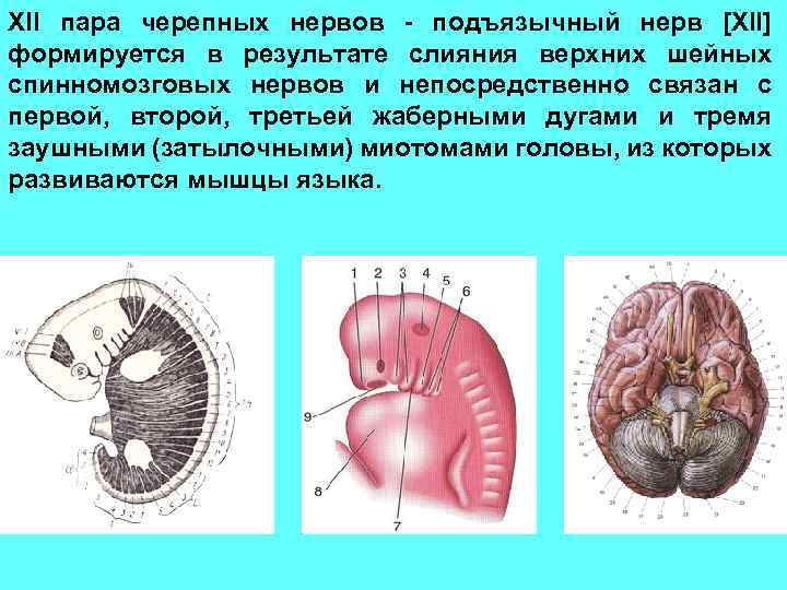 XII пара черепных нервов - подъязычный нерв [XII] формируется в результате слияния верхних шейных