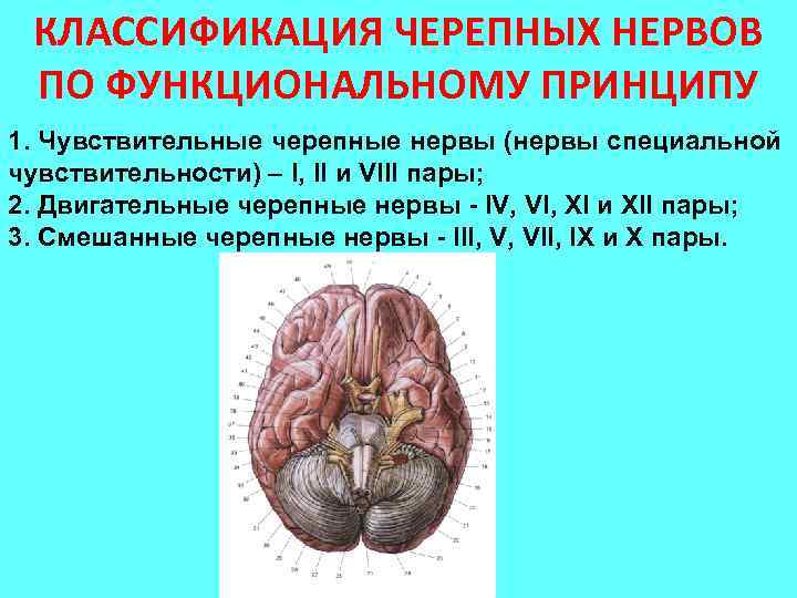 КЛАССИФИКАЦИЯ ЧЕРЕПНЫХ НЕРВОВ ПО ФУНКЦИОНАЛЬНОМУ ПРИНЦИПУ 1. Чувствительные черепные нервы (нервы специальной чувствительности) –