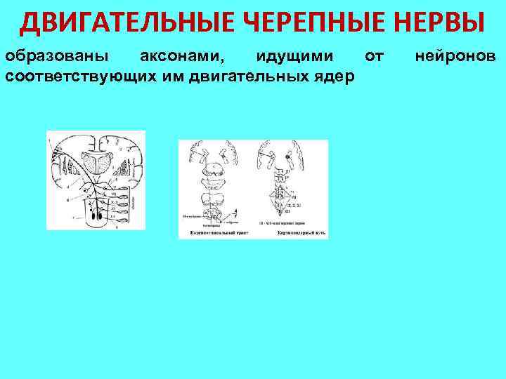 ДВИГАТЕЛЬНЫЕ ЧЕРЕПНЫЕ НЕРВЫ образованы аксонами, идущими от соответствующих им двигательных ядер нейронов 