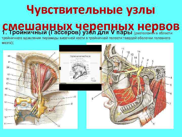 Черепные нервы анатомия презентация