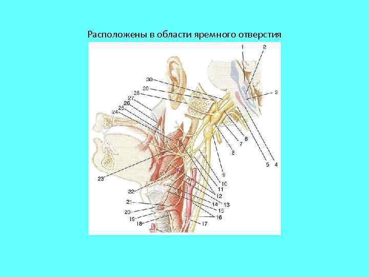 Расположены в области яремного отверстия 