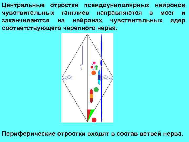 Центральные отростки псевдоуниполярных нейронов чувствительных ганглиев направляются в мозг и заканчиваются на нейронах чувствительных