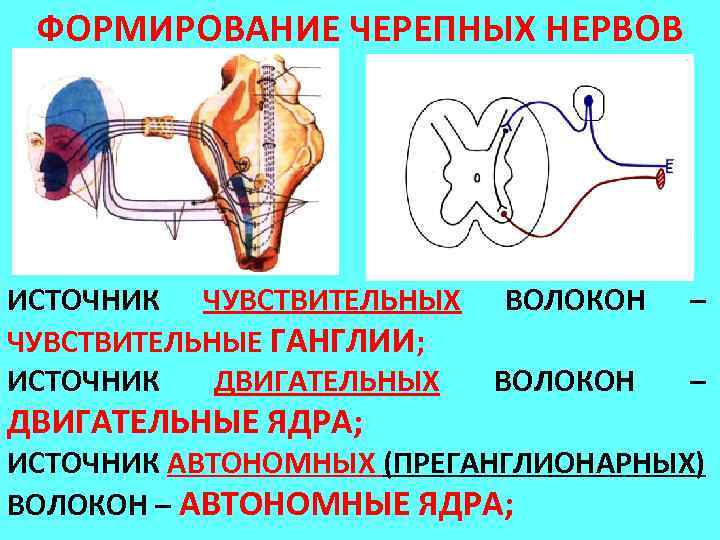 Развитие нерва