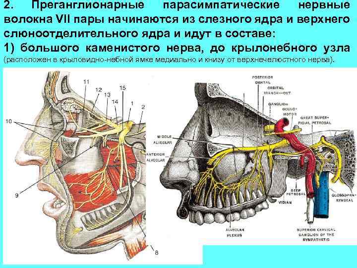 Нервы крылонебного узла