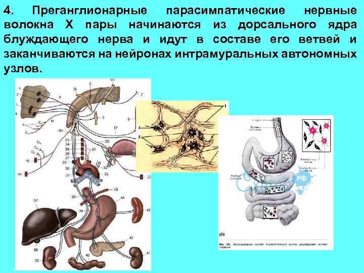 4. Преганглионарные парасимпатические нервные волокна X пары начинаются из дорсального ядра блуждающего нерва и