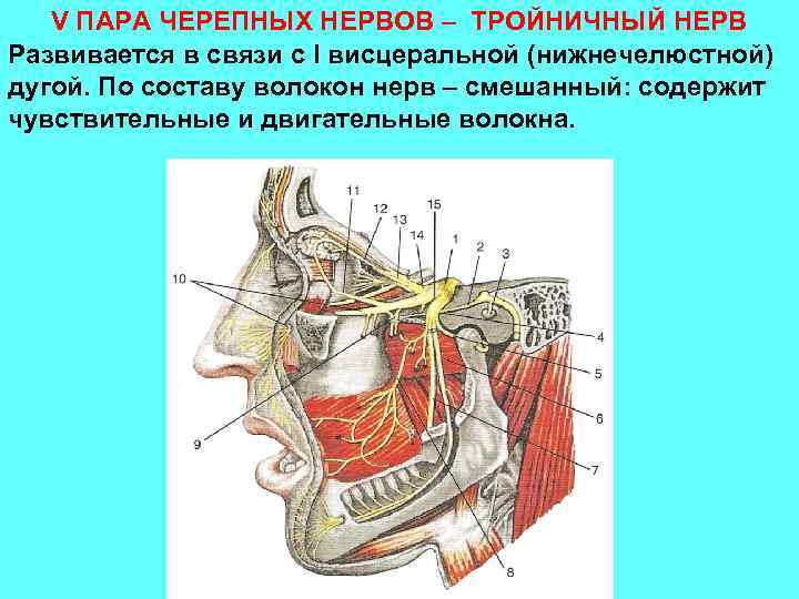 V ПАРА ЧЕРЕПНЫХ НЕРВОВ – ТРОЙНИЧНЫЙ НЕРВ Развивается в связи с I висцеральной (нижнечелюстной)